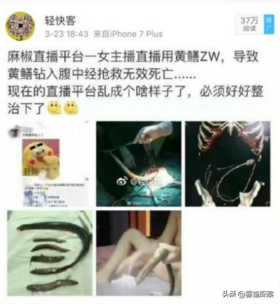 黃鱔事件揭秘，探究背后的真相與廣泛影響