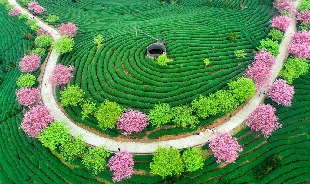 茶山春色，手機(jī)在線觀看的美好時(shí)光