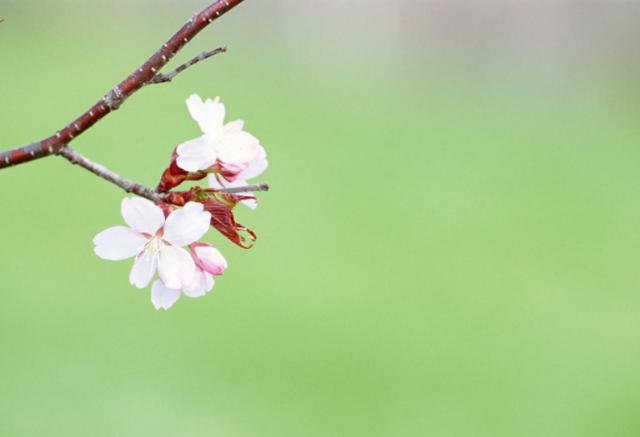 銀桃花貪歡，桃花盛宴中的情感糾纏在線閱讀